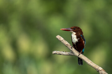 kingfisher on the branch