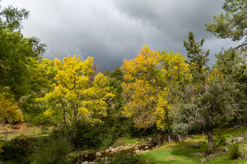 first autumn colors on the banks of the Cofio river in Robledo de Chavela, Madrid