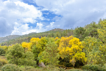 first autumn colors on the banks of the Cofio river in Robledo de Chavela, Madrid