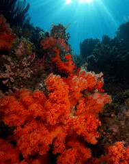 Fototapeta na wymiar soft coral 