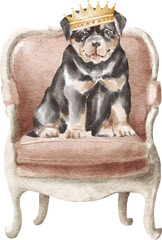 Rottweiler puppy in the armchair