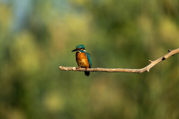 kingfisher on the branch