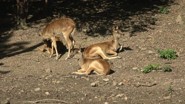 Group of Nile lechwe or Mrs Gray's lechwe (Kobus megaceros)