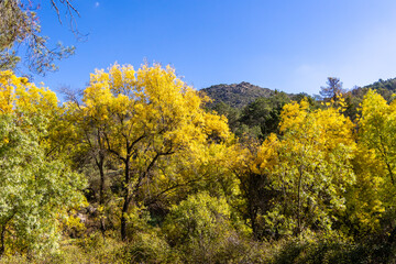 Fototapeta premium first autumn colors on the banks of the Cofio river in Robledo de Chavela, Madrid