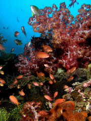 Anthias in soft coral