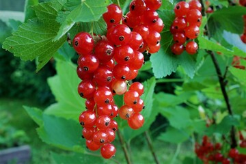 A bunch of ripe red currant berries close against a background of green leaves