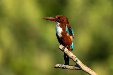 kingfisher on the branch