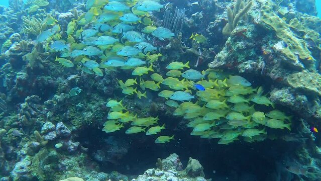 fonde del mar y especies 