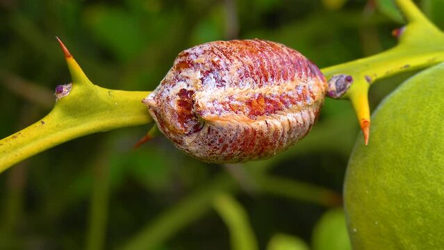 Cocoon (ootheca) with praying European mantis (Mantis religiosa)  eggs