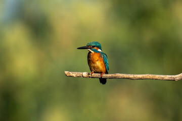 kingfisher on the branch