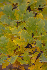 Green-yellow oak leaves on a branch in the sunlight. oak leaf background