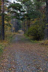 Autumn forest road on autumn background in October, rainy weather