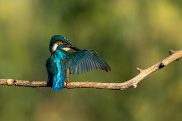 kingfisher on the branch