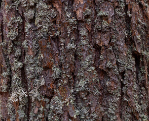 Close-up of tree bark. An old tree. many years ago. carbon sink. close-up.macro photography. multi-purpose use. the blog. article. background or backdrop.