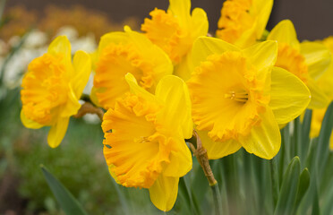 Yellow flowers daffodils in a flower bed. Spring flower Narcissus. Beautiful bush in the garden. Nature background. Spring flowering bulb Daffodil plants