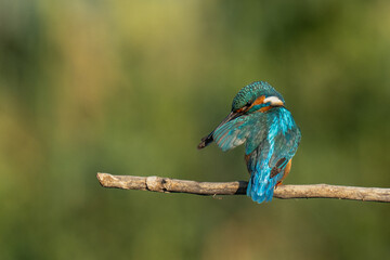 kingfisher on a branch