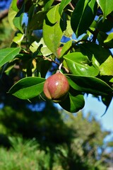 椿の実　ツバキ（椿）