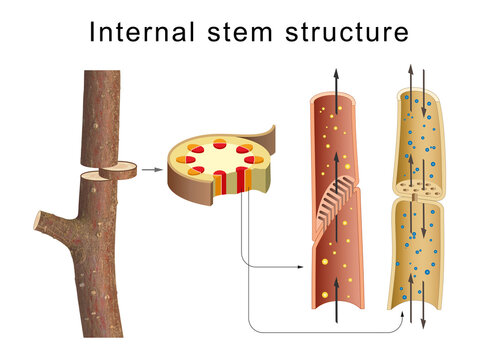 Internal anatomy of the tree stem