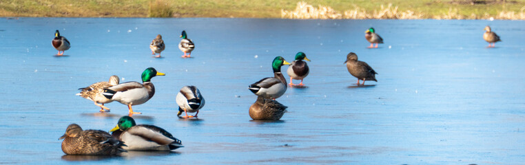 Flock of ducks on ice