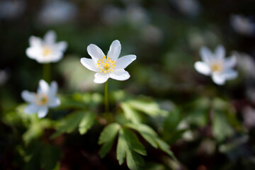 Blümchen mit weißen Blüten im Wald
