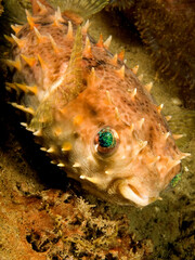 Porcupinefish