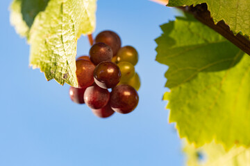 Close-up blue grapes between leaves and branches. Grapes from beautiful vine region Rheingau in...