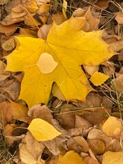 yellow leaves