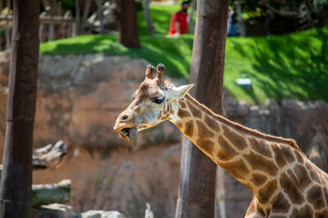 Obraz premium Retrato de jirafa sacando la lengua.