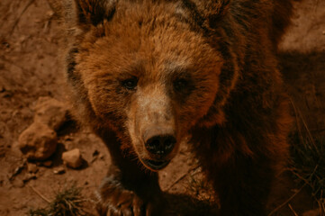 Retrato de un oso pardo mirando a cámara