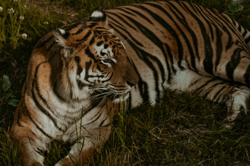 Fototapeta na wymiar Tigre descansando en la hierba 