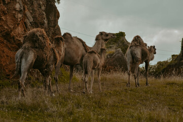 Familia de camellos caminando en grupo por la montaña en un día caluroso.