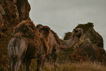 Dos camellos, uno mirando a cámara y otro caminando hacia adelante, en un día con clima cálido y...