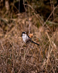 black backed shrike