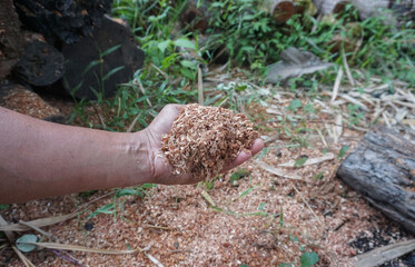 Gardeners catch sawdust used to nourish trees planted in agricultural plantations.