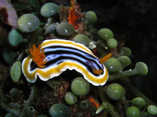 Nudibranch