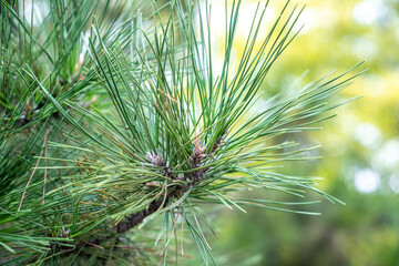 Naklejka premium A pine needle in an outdoor pine tree