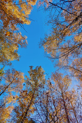 Golden treetops of fall forest arainst clear blee sky. Autumn tree foliage. Colorful tree canopy. Looking Up in forest.