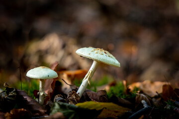Champignons dans la forêt en automne