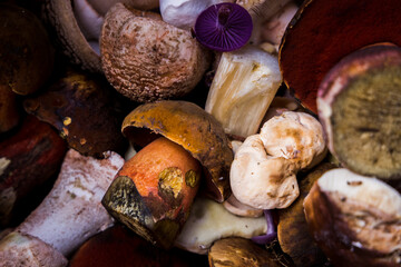 Assortiment de champignons après la cueillette dans la forêt