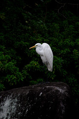 ダイサギがたたずむ