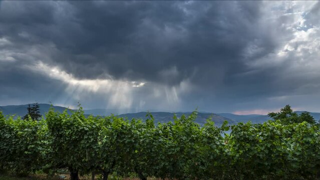 Vineyard with rows of wine grapes growing, Okanagan Valley, storm clouds, time lapse, British Columbia, Canada. 4K 24FPS.