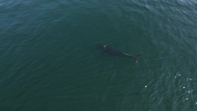 Humpback whale surfacing, aerial footage, turquoise water, Pacific Ocean, Vancouver Island. 4K 24FPS.