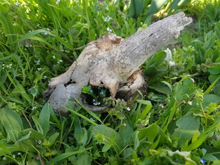 horned goat skull in the grass with flowers in the eye sockets