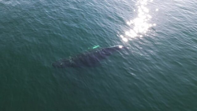 Humpback whale surfacing, aerial footage, turquoise water, Pacific Ocean, Vancouver Island. 4K 24FPS.