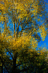 Fototapeta premium autumn coloured trees and leaves