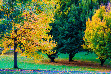 autumn coloured trees and leaves