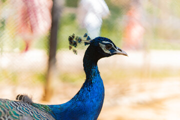 Close-up of a peacock, an Indian Male Peacock. 