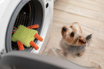 Yorkshire terrier looks at a toy in the washing machine