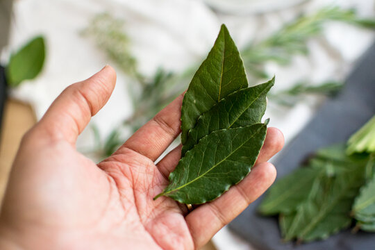 Black woman hands holding 3 fresh bay leaves