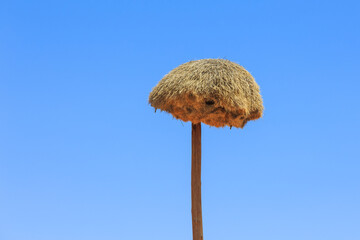 Communal nest of sociable weavers, Namibia. - 540227956